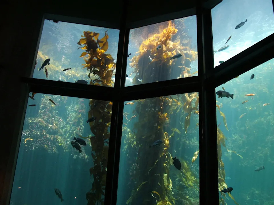 Ogromne kelp šume duž pacifičke obale — Zašto su u padu i kako ih možemo spasiti