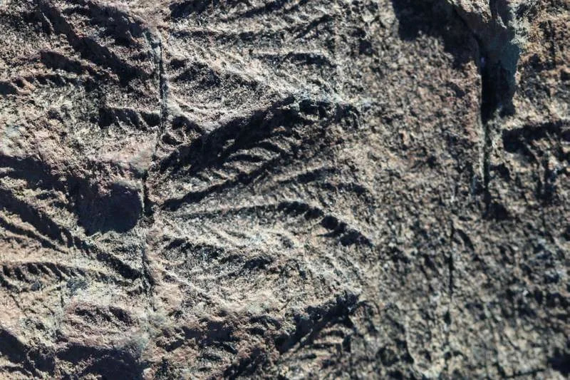 Asexual Reproduction in 574‑Million‑Year‑Old Fossils May Have Slowed Early Animal Evolution