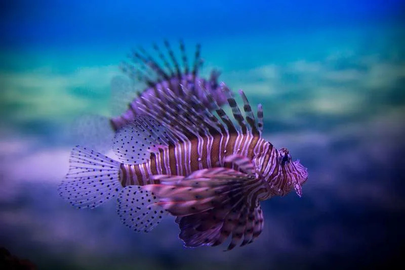 Kako se zaliv Gökova vratio sa ivice ekološkog kolapsa: priča o čuvarima, obnovi i lionfish delikatesu