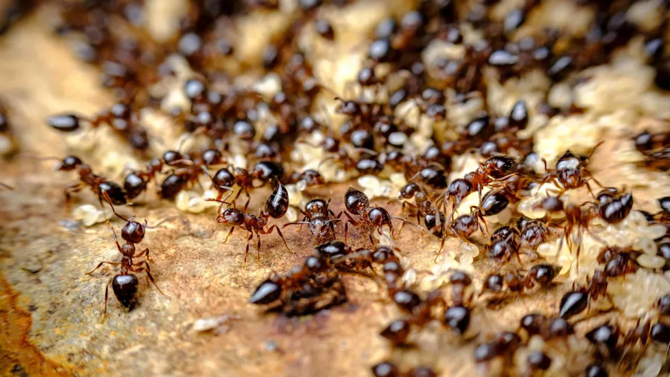 Urbana Toplota Prisiljava Insekte Na Brzu Evoluciju — Promene U Godinama, Ne U Milenijumima