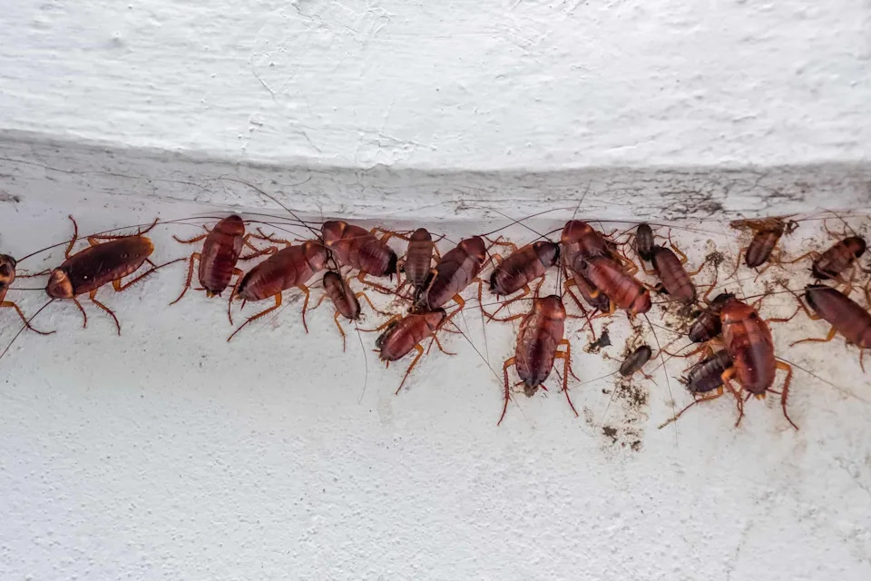 Urbana Toplota Prisiljava Insekte Na Brzu Evoluciju — Promene U Godinama, Ne U Milenijumima