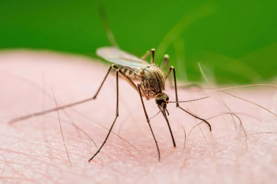 Urbana Toplota Prisiljava Insekte Na Brzu Evoluciju — Promene U Godinama, Ne U Milenijumima