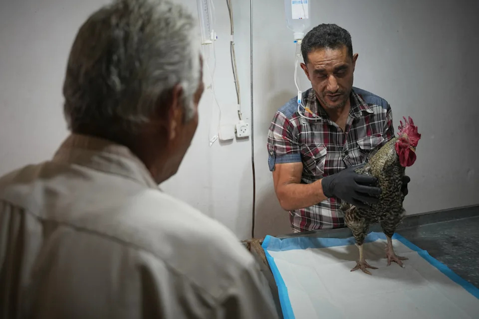 Rare Veterinary Clinic Still Operating in Gaza as Pet Care Collapses