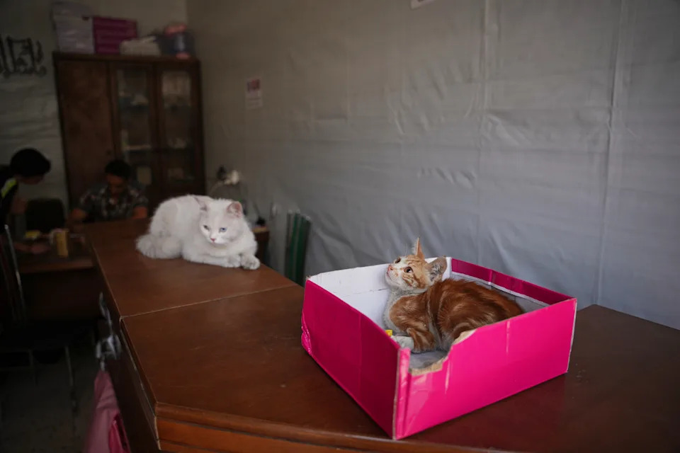 Rare Veterinary Clinic Still Operating in Gaza as Pet Care Collapses
