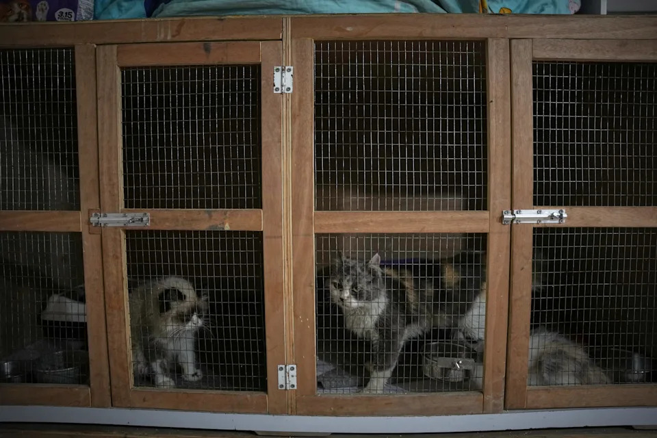 Rare Veterinary Clinic Still Operating in Gaza as Pet Care Collapses
