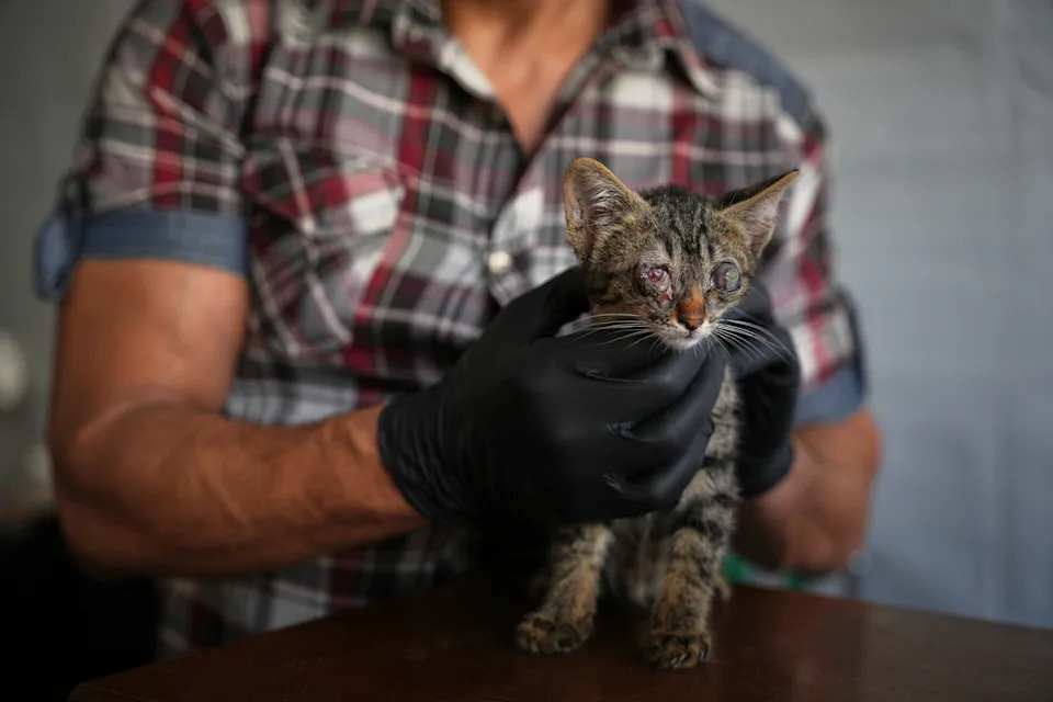 Rare Veterinary Clinic Still Operating in Gaza as Pet Care Collapses
