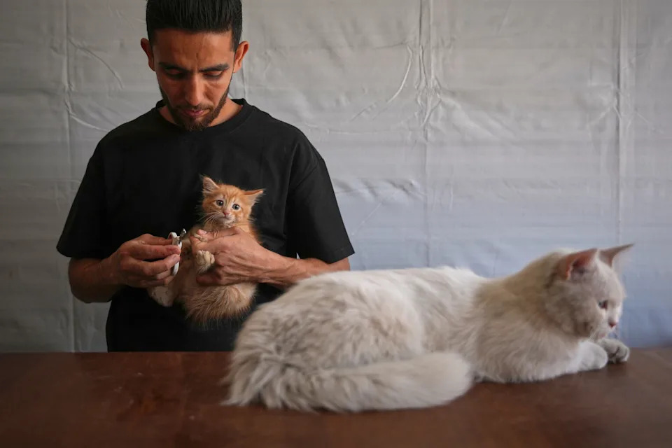 Rare Veterinary Clinic Still Operating in Gaza as Pet Care Collapses