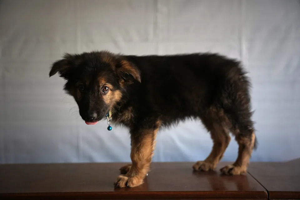 Rare Veterinary Clinic Still Operating in Gaza as Pet Care Collapses