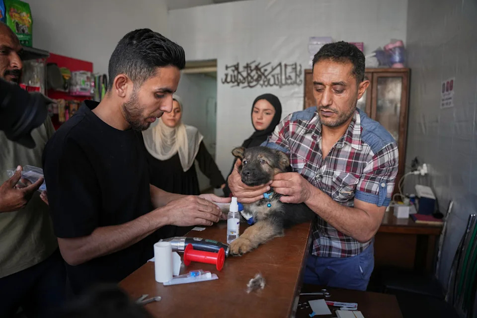 Rare Veterinary Clinic Still Operating in Gaza as Pet Care Collapses