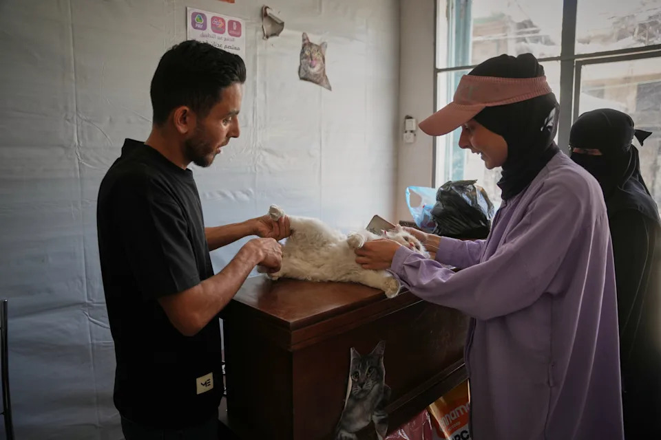 Rare Veterinary Clinic Still Operating in Gaza as Pet Care Collapses
