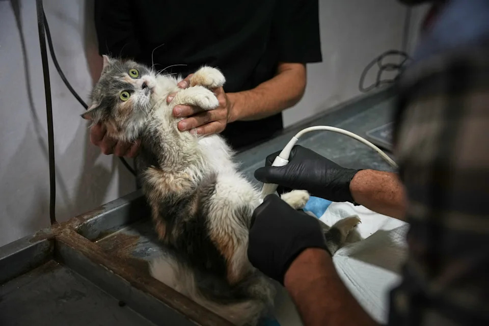 Rare Veterinary Clinic Still Operating in Gaza as Pet Care Collapses