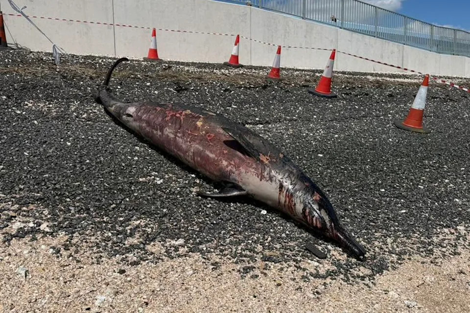 Retki Sowerby's Kit Nasukan na Canvey Islandu — Vlasti Blokirale Plažu, Planira Se Nekropsija