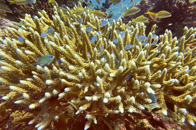 Otkriveno 166.000 km² Koralnih Grebena Koji Mogu Preživeti Klimatsku Krizu — Hitno Je Potrebna Politička Volja