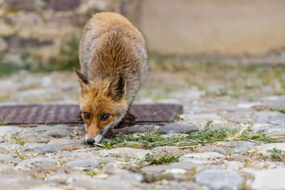 Colonial Legacies — Not Economics — Best Predict How Communities View Wildlife, New Study Finds