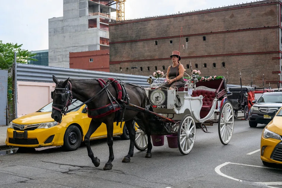 Necropsy: Toxic Japanese Yew Killed Central Park Carriage Horse Deniz