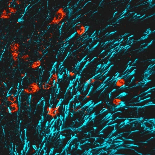 Otkriven Receptor GPR133 Koji Može Ojačati Kosti — Nada Za Borbu Protiv Osteoporoze