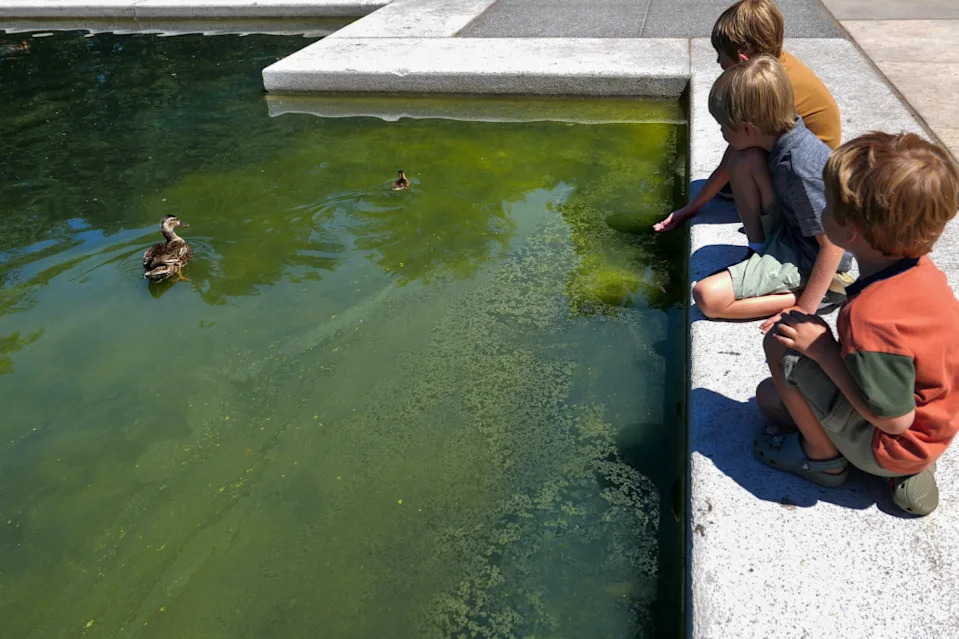 Workers Pour Hydrogen Peroxide Into Lincoln Memorial Reflecting Pool After Rapid Algae Bloom Turns Water Green