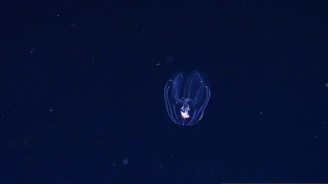 31 Nova Vrsta i Prvi 3D Snimak Živog Protista Snimljen Na Moru
