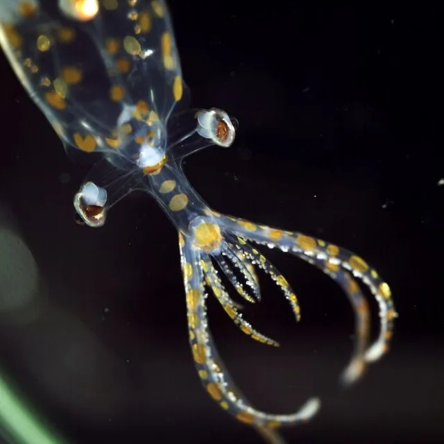 31 Nova Vrsta i Prvi 3D Snimak Živog Protista Snimljen Na Moru