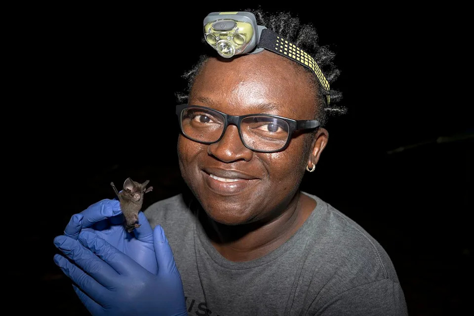 Nigerian Biologist Rediscovered Tiny Short-Tailed Roundleaf Bat After 45 Years — Her Work Sparked New Conservation Efforts