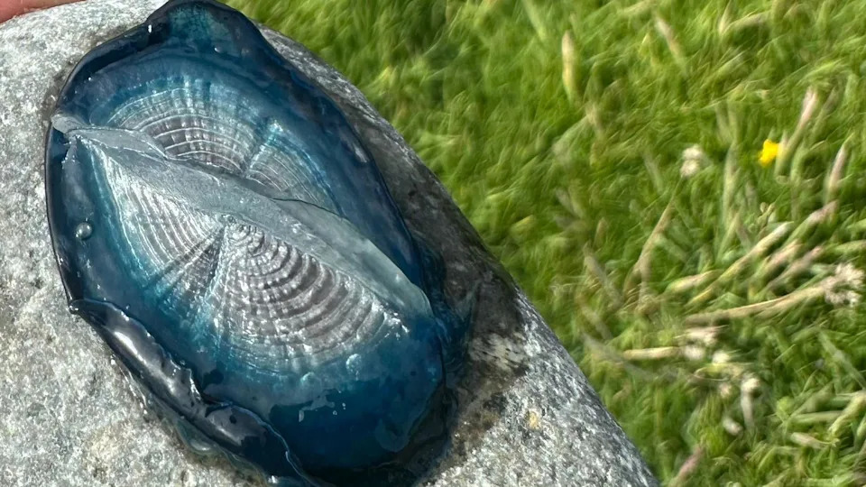 Brilliant Blue 'By‑The‑Wind Sailors' Wash Ashore Along Welsh Coast