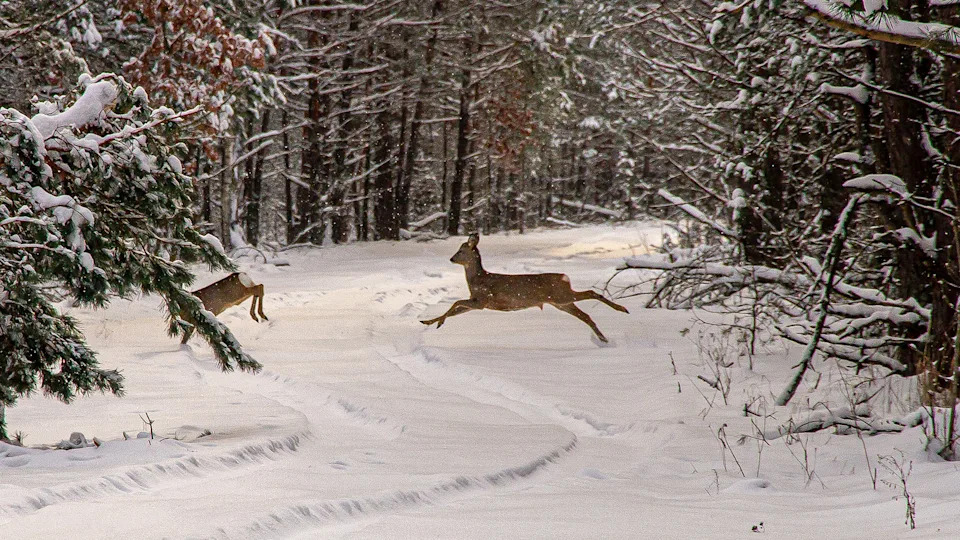 Kamere u zoni isključenja Černobil otkrile kako su životinje promenile ponašanje tokom ruske okupacije