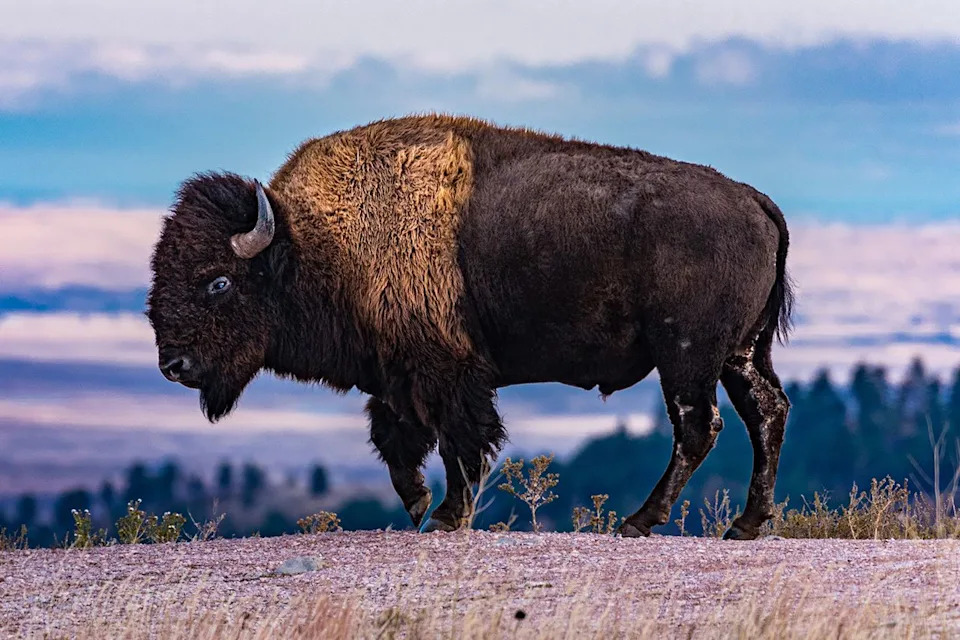 Public Outcry Saves Bison After Fatal Attack — Animal To Be Relocated To Rosebud Sioux Tribe Care
