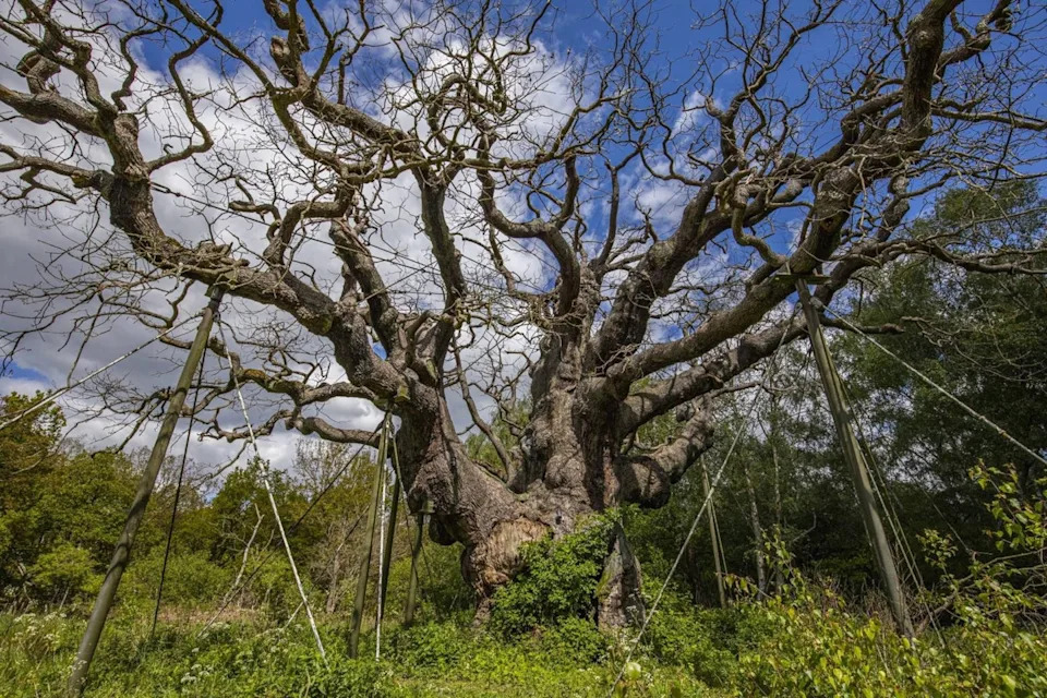 Hiljadugodišnji Major Oak iz Sherwood Foresta uvenuo — simbol Robin Huda otišao