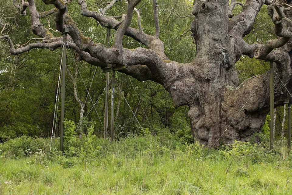 Hiljadugodišnji Major Oak iz Sherwood Foresta uvenuo — simbol Robin Huda otišao