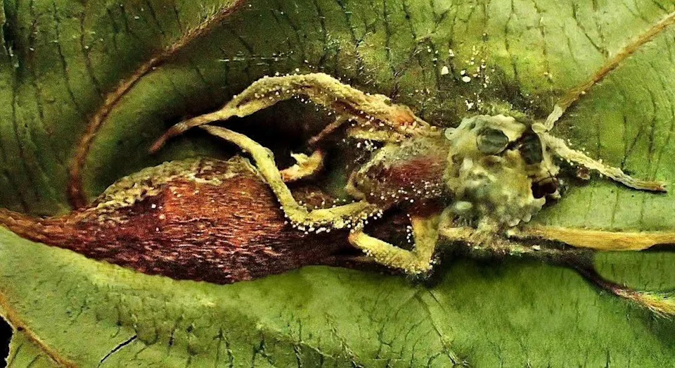 Otkrivena nova hiperparazitska gljiva u Borneu: Pleurocordyceps cornusynnemata napada 'zombi-gljivicu'