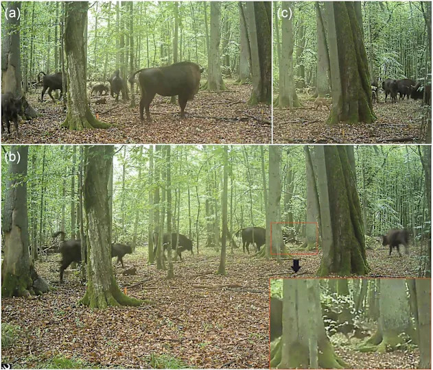 Retki snimak: Krdo bizona brani novorođeno tele od vukova u prašumi Bialowieza