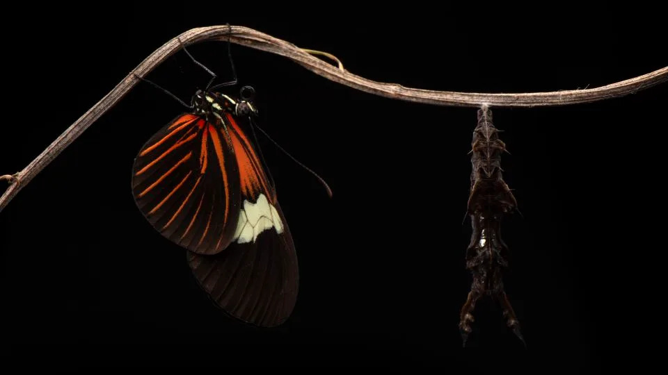 Neobična strategija: neki tropski leptiri iz roda Heliconius žive i do 25 puta duže