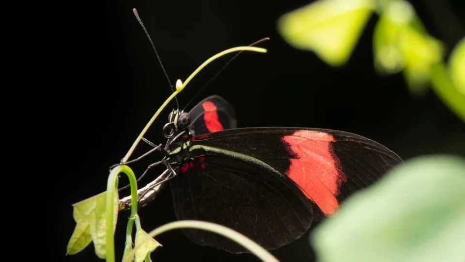 Neobična strategija: neki tropski leptiri iz roda Heliconius žive i do 25 puta duže