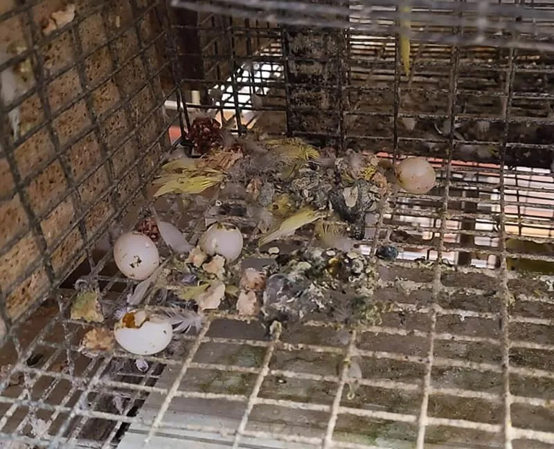 Undercover Footage: PETA Alleges 1,400 Parakeet Deaths at Oklahoma Breeder Linked to Major Pet Chains