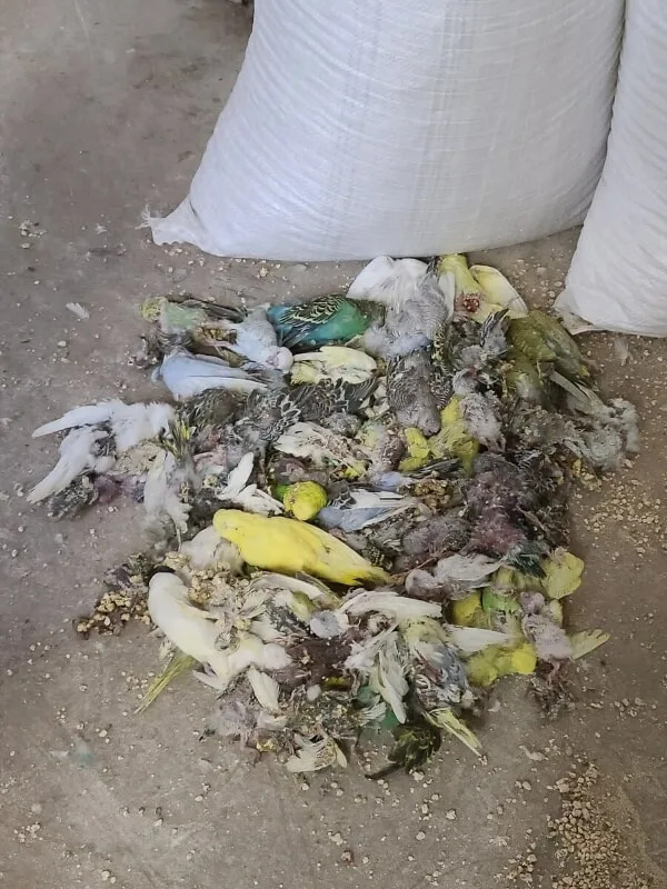 Undercover Footage: PETA Alleges 1,400 Parakeet Deaths at Oklahoma Breeder Linked to Major Pet Chains