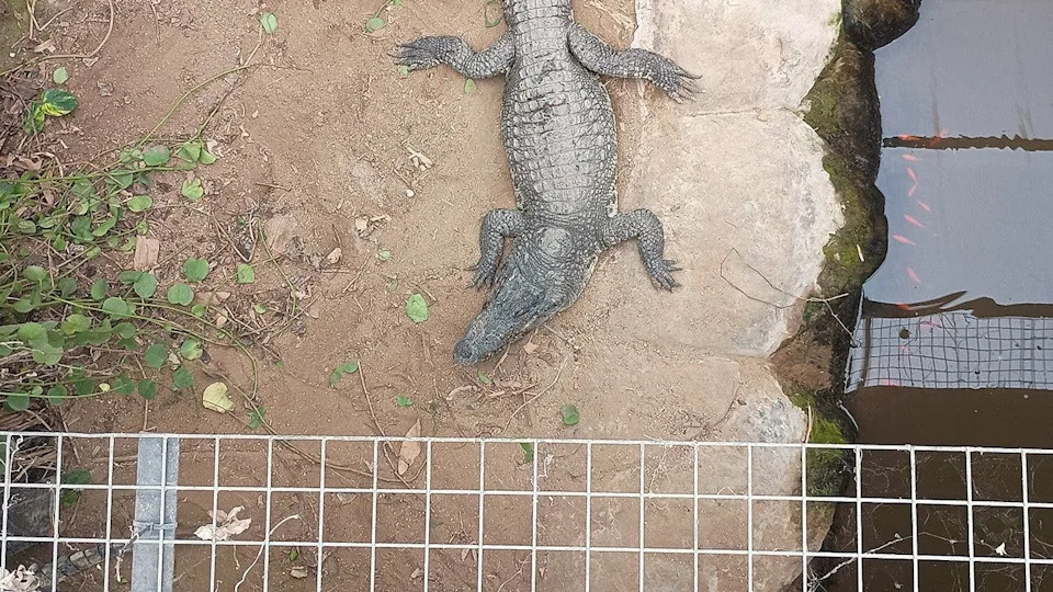Muškarac Optužen Za Pokušaj Ubistva Pušten Uz Kauciju Nakon Što Je Navodno Gurnuo Trogodišnjeg U Kavez Sa Krokodilom