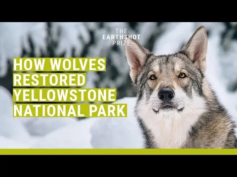 New Analysis Says Yellowstone Wolves' Role In Aspen Recovery Was Overstated