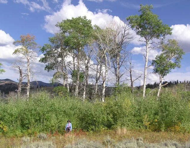 New Analysis Says Yellowstone Wolves' Role In Aspen Recovery Was Overstated