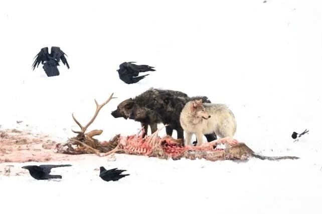 New Analysis Says Yellowstone Wolves' Role In Aspen Recovery Was Overstated