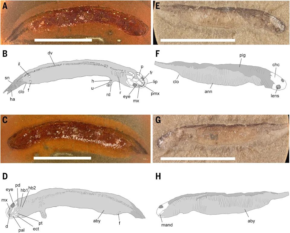 Baby 'Crocodile-Like' Fossils Rewrite How Early Vertebrates Moved Onto Land