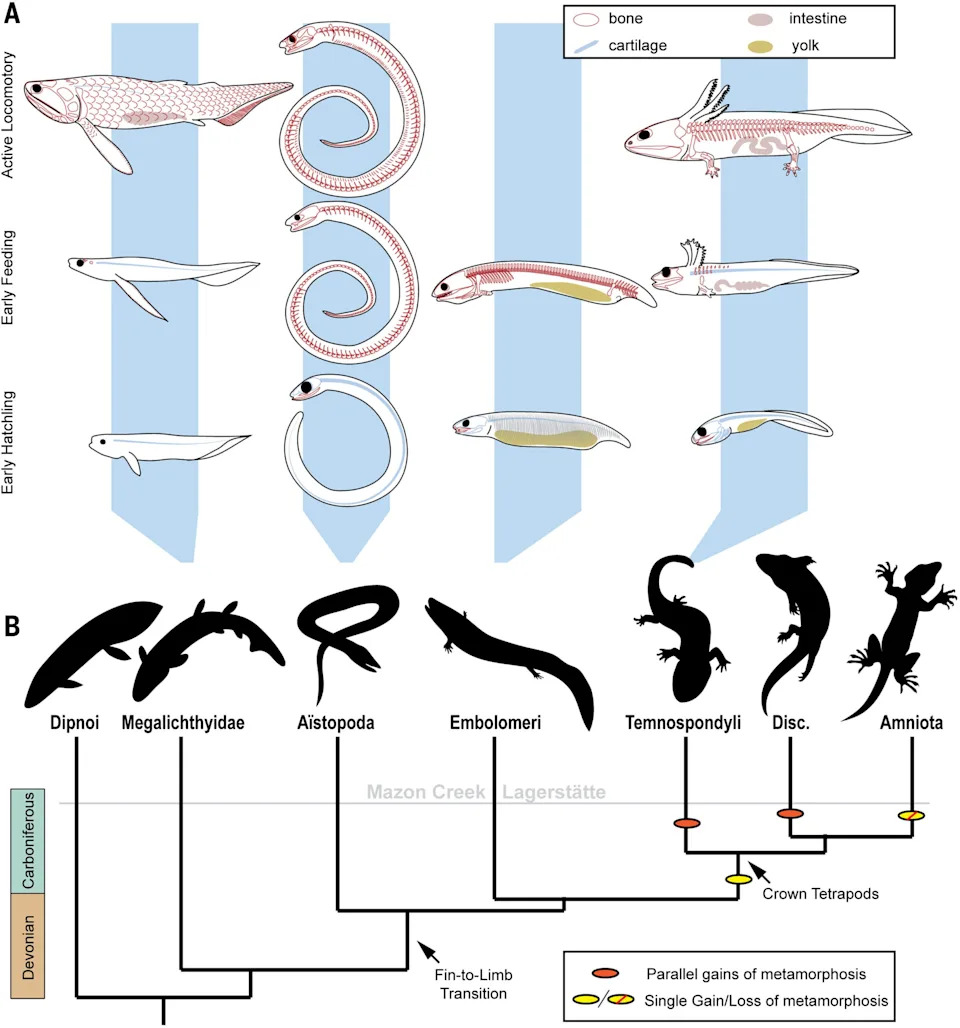 Baby 'Crocodile-Like' Fossils Rewrite How Early Vertebrates Moved Onto Land