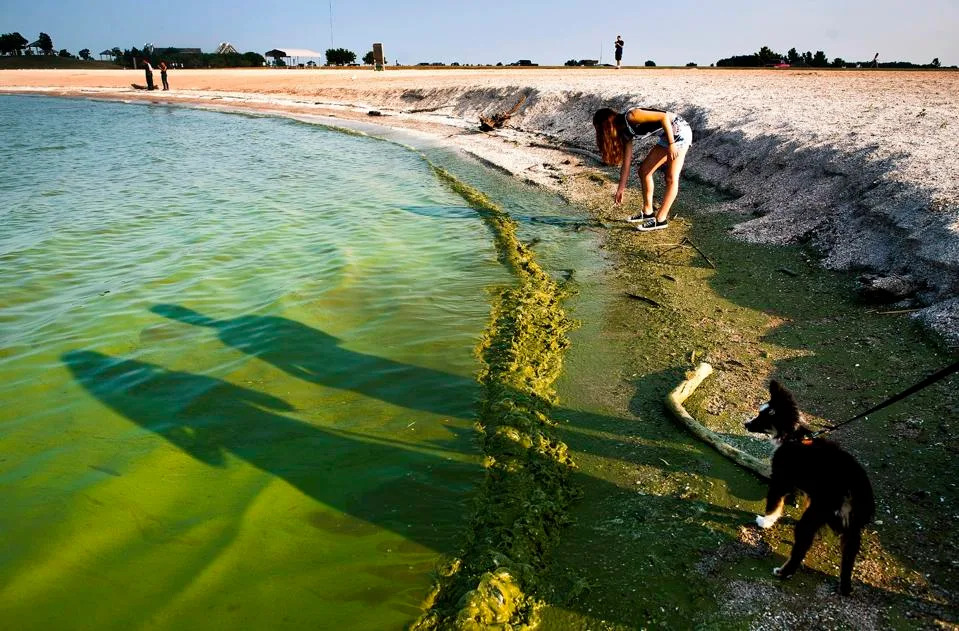 Alge: Kako Nastaju, Kada Su Opasne i Kako Nam Mogu Pomoći