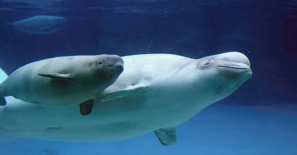 600 Beluga Otkrivaju Neočekivanu Strategiju Parenja Ispod Arktičkog Leda