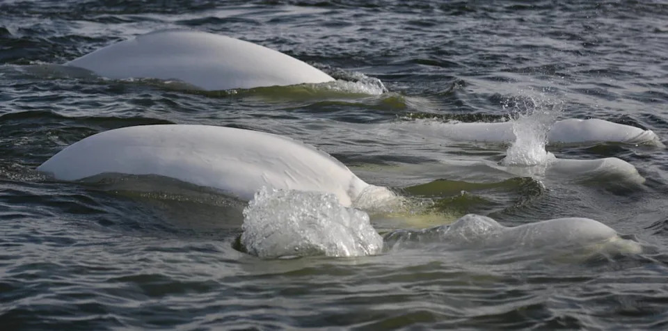600 Beluga Otkrivaju Neočekivanu Strategiju Parenja Ispod Arktičkog Leda