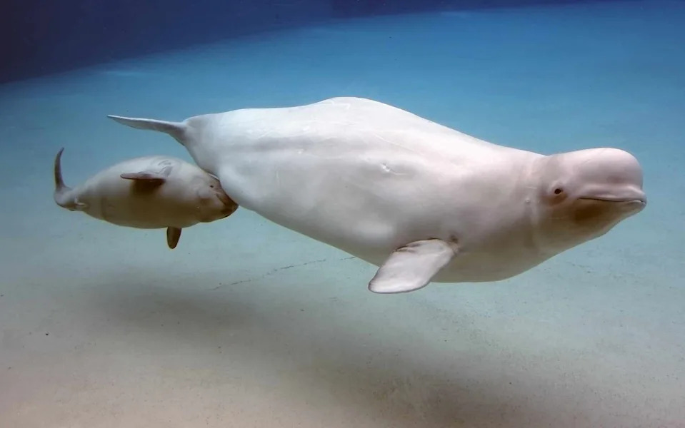 600 Beluga Otkrivaju Neočekivanu Strategiju Parenja Ispod Arktičkog Leda