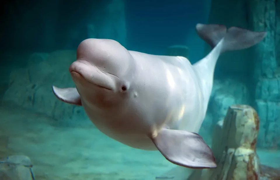 600 Beluga Otkrivaju Neočekivanu Strategiju Parenja Ispod Arktičkog Leda