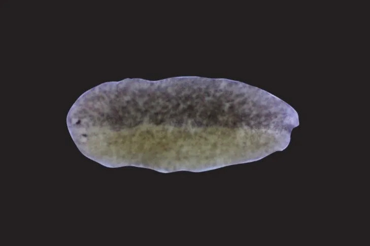 Otkriveni ruptoblasti — 