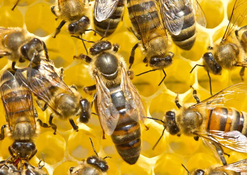 Šta Zaista Stvara Kraljicu Pčela? Nije Samo Kraljevska Želatina