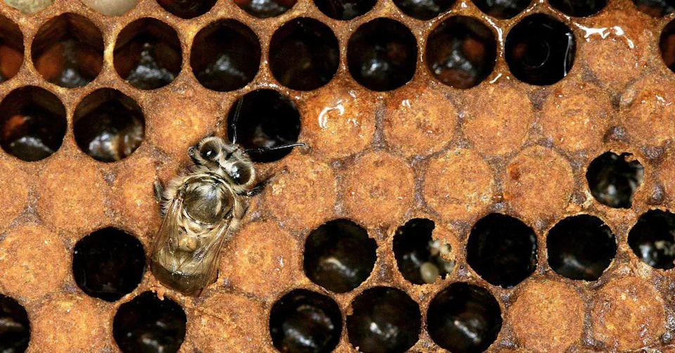 Šta Zaista Stvara Kraljicu Pčela? Nije Samo Kraljevska Želatina