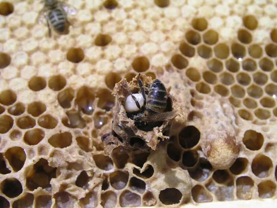 Šta Zaista Stvara Kraljicu Pčela? Nije Samo Kraljevska Želatina